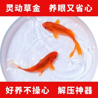 新手闯缸草金鱼锦鲤苗