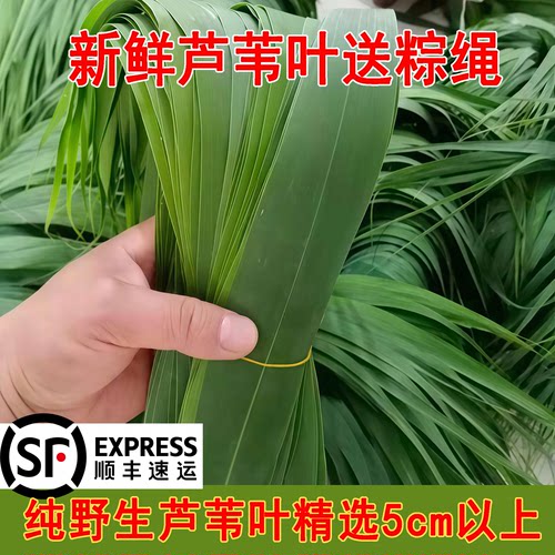 新鲜芦苇叶精选5公分以上野生