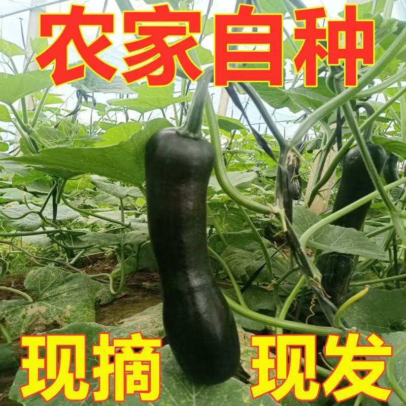 【江浙沪隔日到】高山长嫩南瓜新鲜小南瓜蔬菜新鲜现摘现发青金瓜