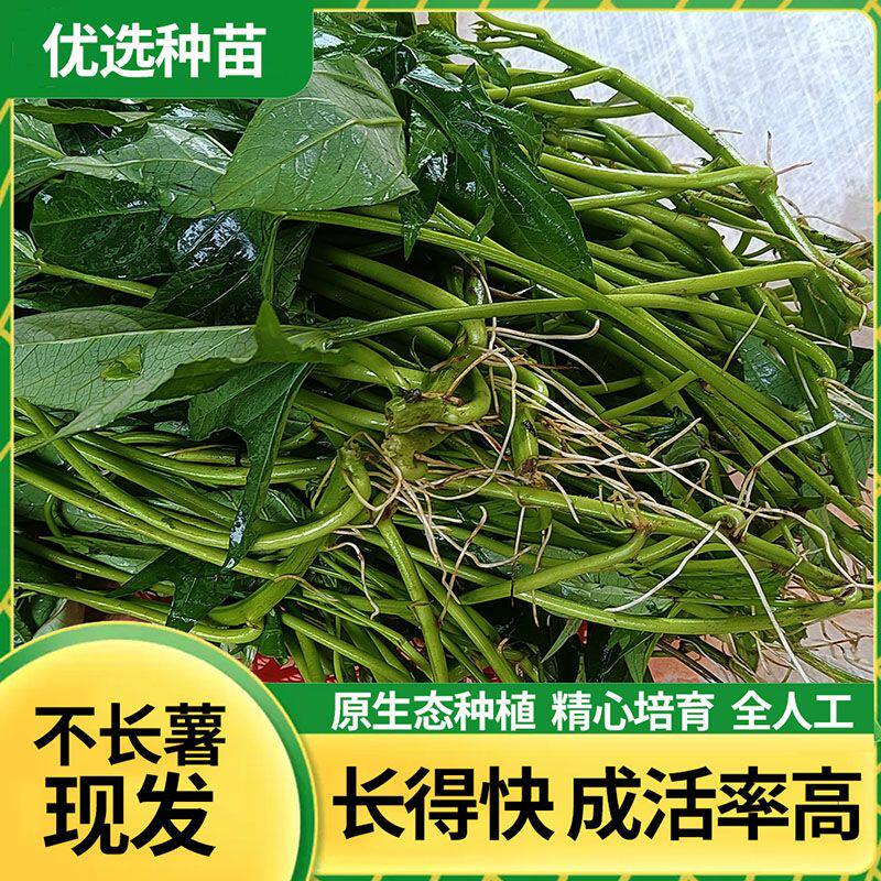 红薯叶苗新鲜专吃叶子地瓜叶嫩尖叶菜类