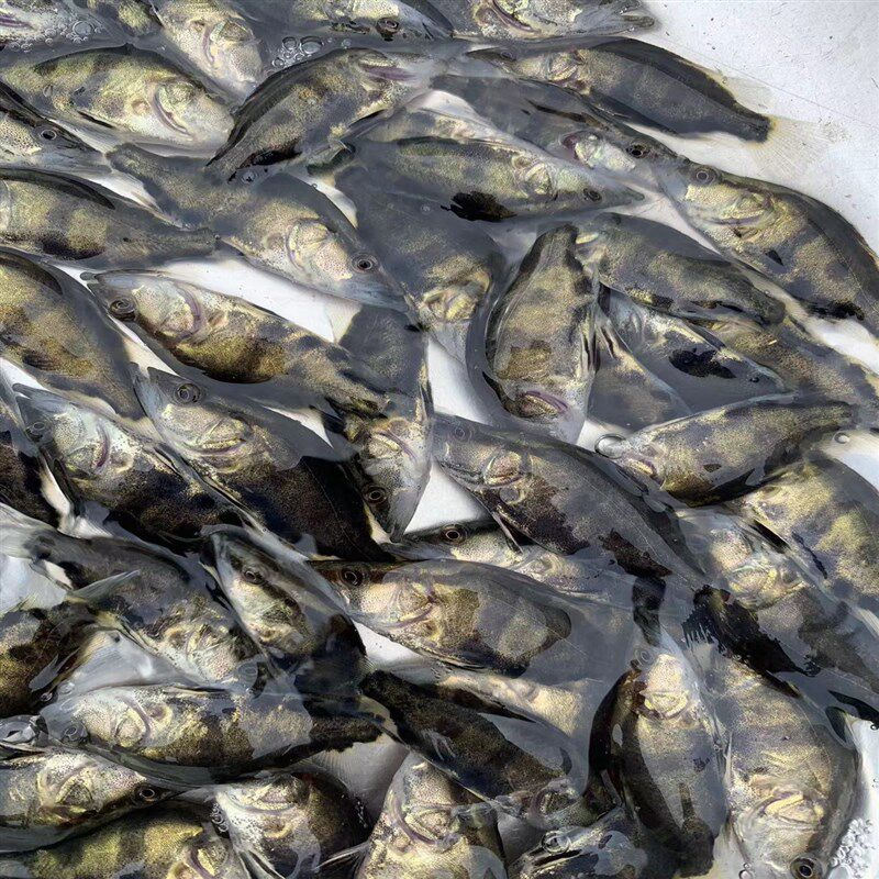 热销淡水鳜鱼桂鱼季花鱼花鲫鱼鳌花鱼养殖食用观赏鱼路亚鱼无寄生