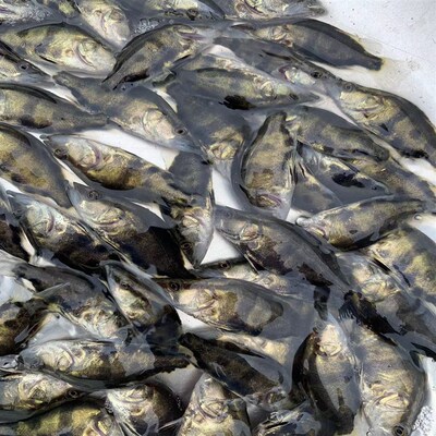 热销淡水鳜鱼桂鱼季花鱼花鲫鱼鳌花鱼养殖食用观赏鱼路亚鱼无寄生