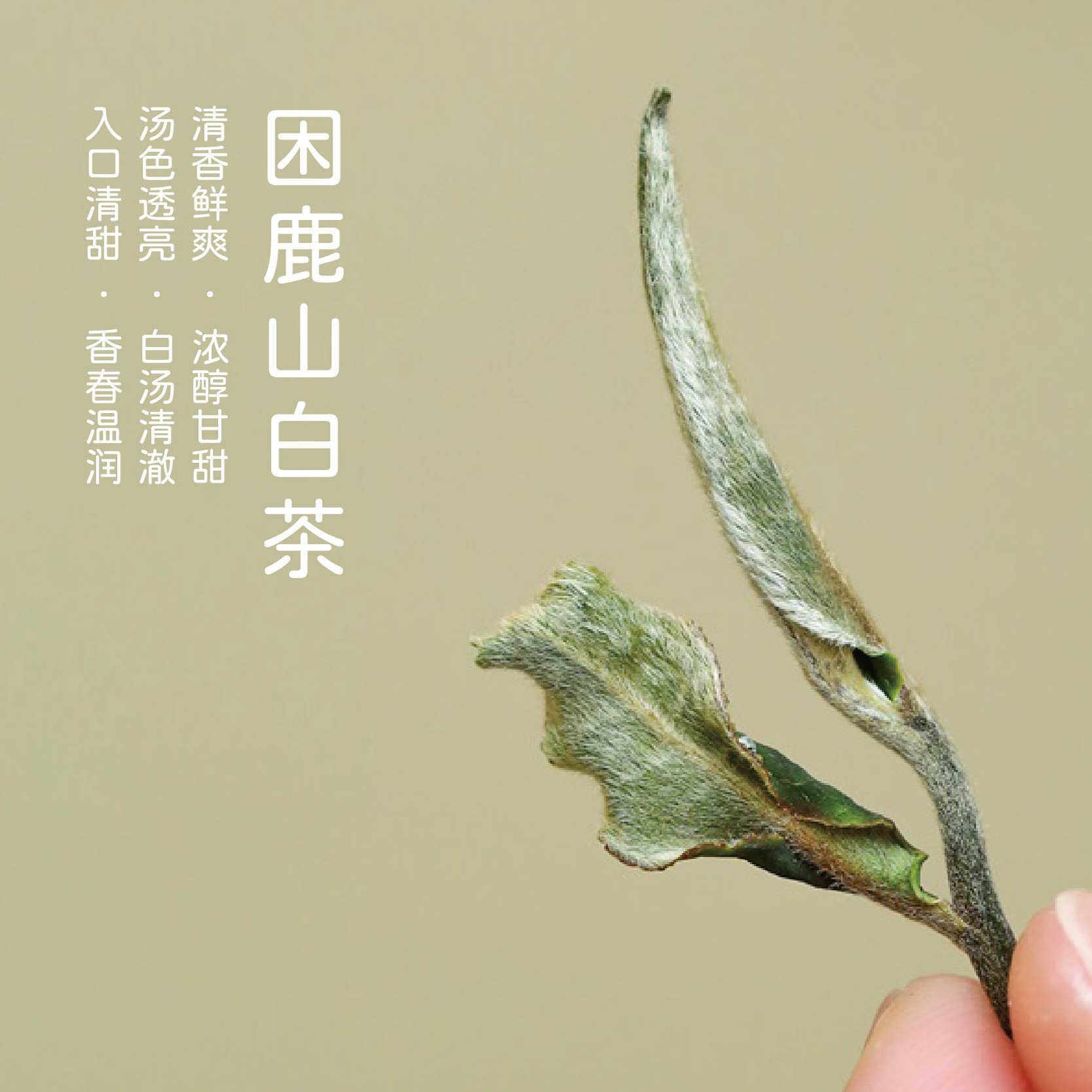 云南白茶25年新白茶困鹿山明前白茶 牡丹级 高鲜爽高级奶香味,茶,特色产区白茶,淘宝优惠券,粉丝福利购,淘宝优惠卷