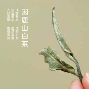 云南白茶25年新白茶困鹿山明前白茶 高鲜爽高级奶香味 牡丹级