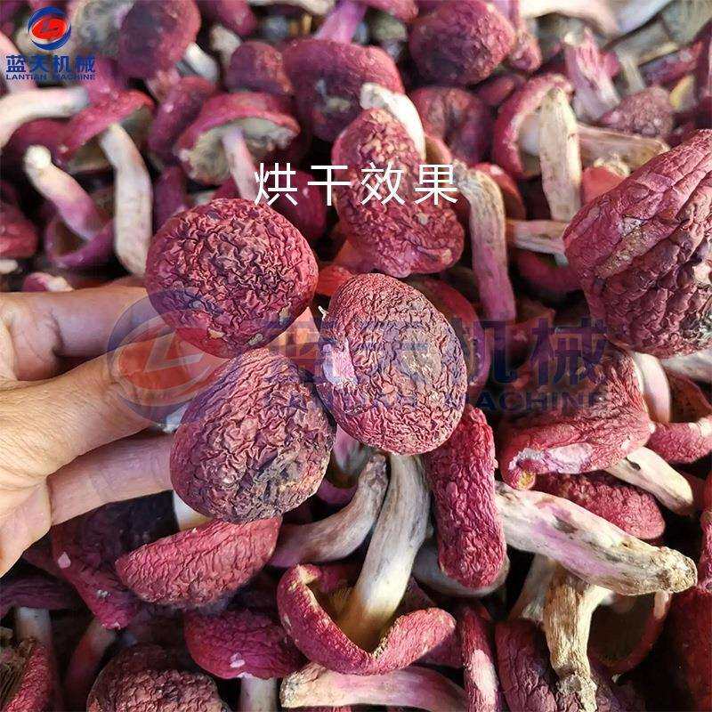 云南大红菌烘干机商小型红菇菌菇烘干LT-DHJ机食用设菌烘干用备一