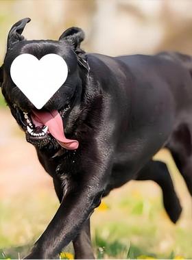 狗狗牵引胸背绳体可伸缩遛狗心绳中型61385大型犬宠物背式背带一