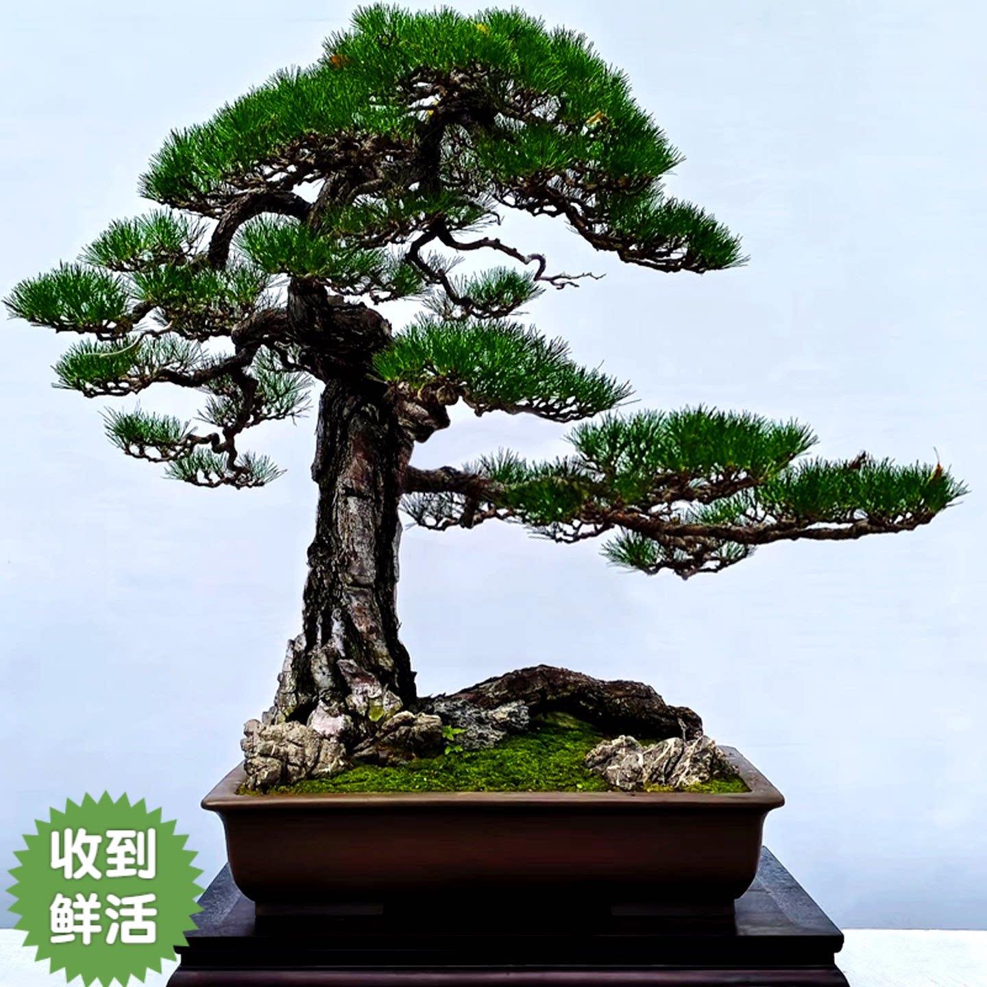 名贵高端松树盆景迎客松真树罗汉松黑骨茶老桩小叶紫檀庭院造型树