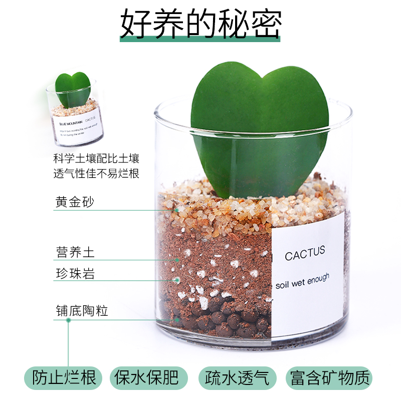 多肉植物仙人掌盆栽室内肉肉仙人球小盆栽开花不会防辐射桌面绿植