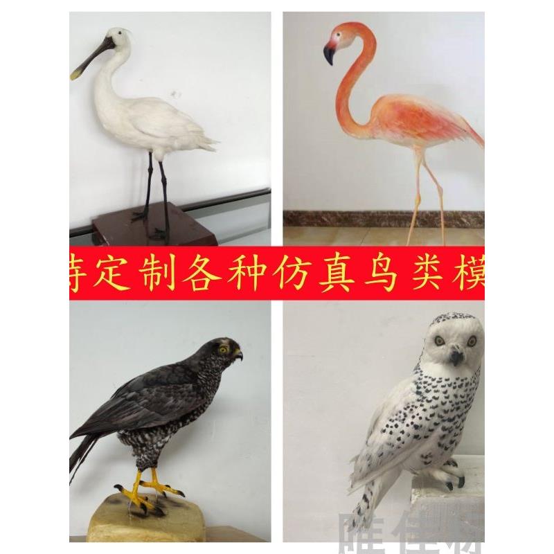 彷真鸟类模型动物摆件标本剥制高彷真生物生态博物馆展览定制