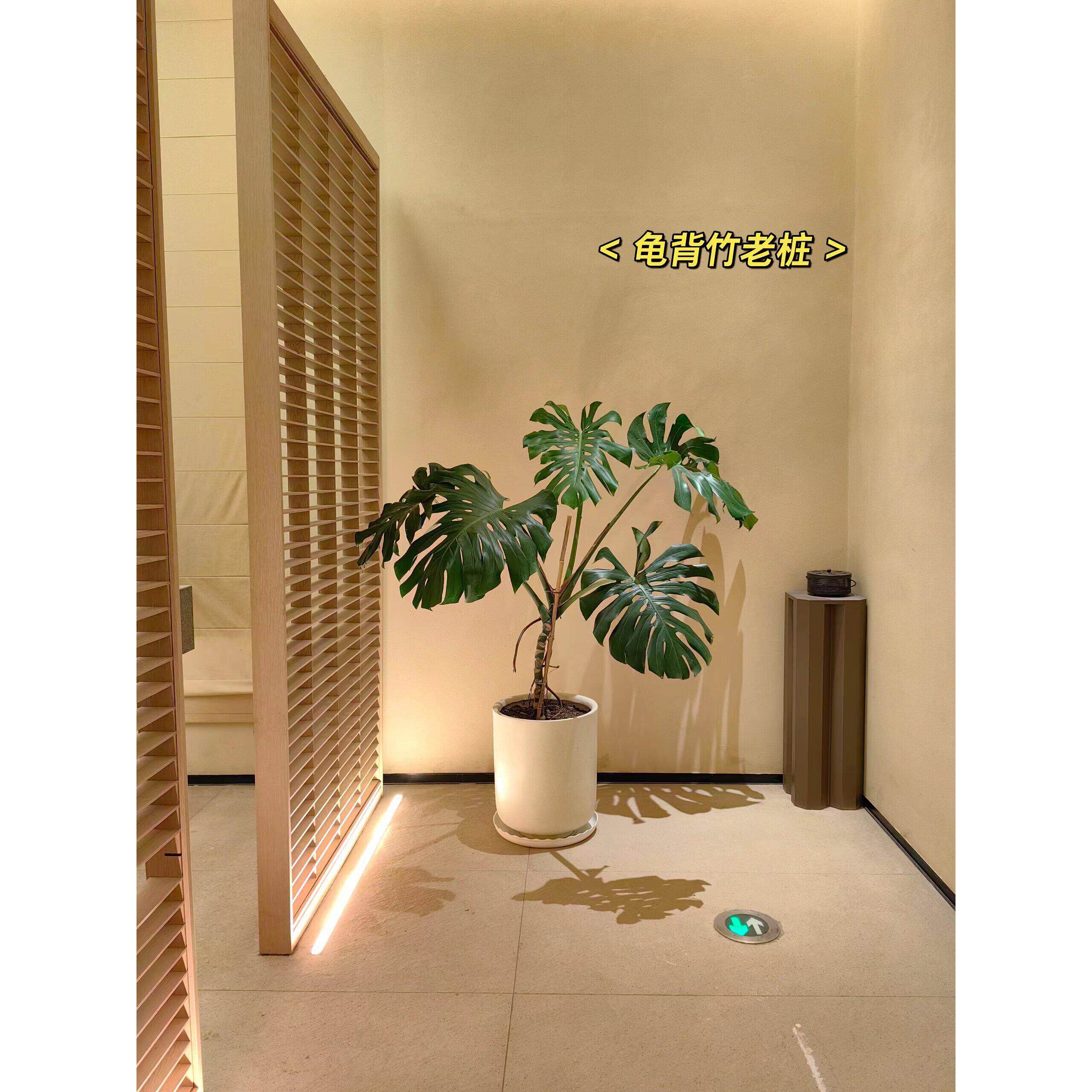 大叶龟背芋老桩造型盆栽大型室内绿植客厅好养植物办公室净化空气