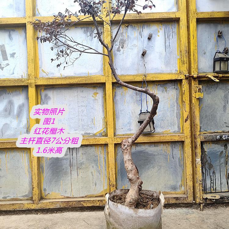 十二年红花檵木造型盆景歪脖子树大树盆栽罗汉松庭院树苗