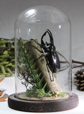 森林力士甲虫标本大兜虫昆虫金龟生态微景观工艺品男士礼物收藏