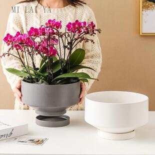 陶瓷花盆蝴蝶兰集罐新年前夕斯堪的纳维亚简单风格短风格与托盘绿