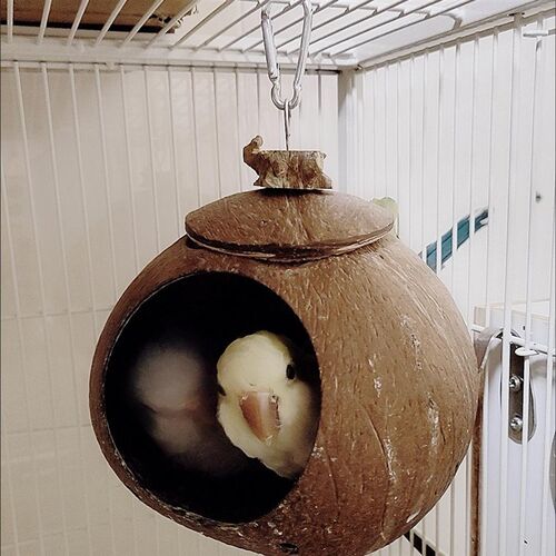 玄凤鸟窝中小型专用窝椰子壳鸟窝鸟巢特大号鸡尾鹦鹉小鸟窝对孔窝