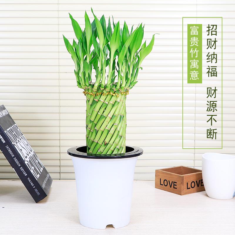 富贵竹编织造型转运竹荷花竹水培植物办公室内客厅竹子创意盆栽