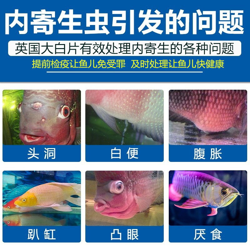 英国大白片厌食头洞白便肠炎内寄外寄生虫硝化细菌白点烂肉茶树素