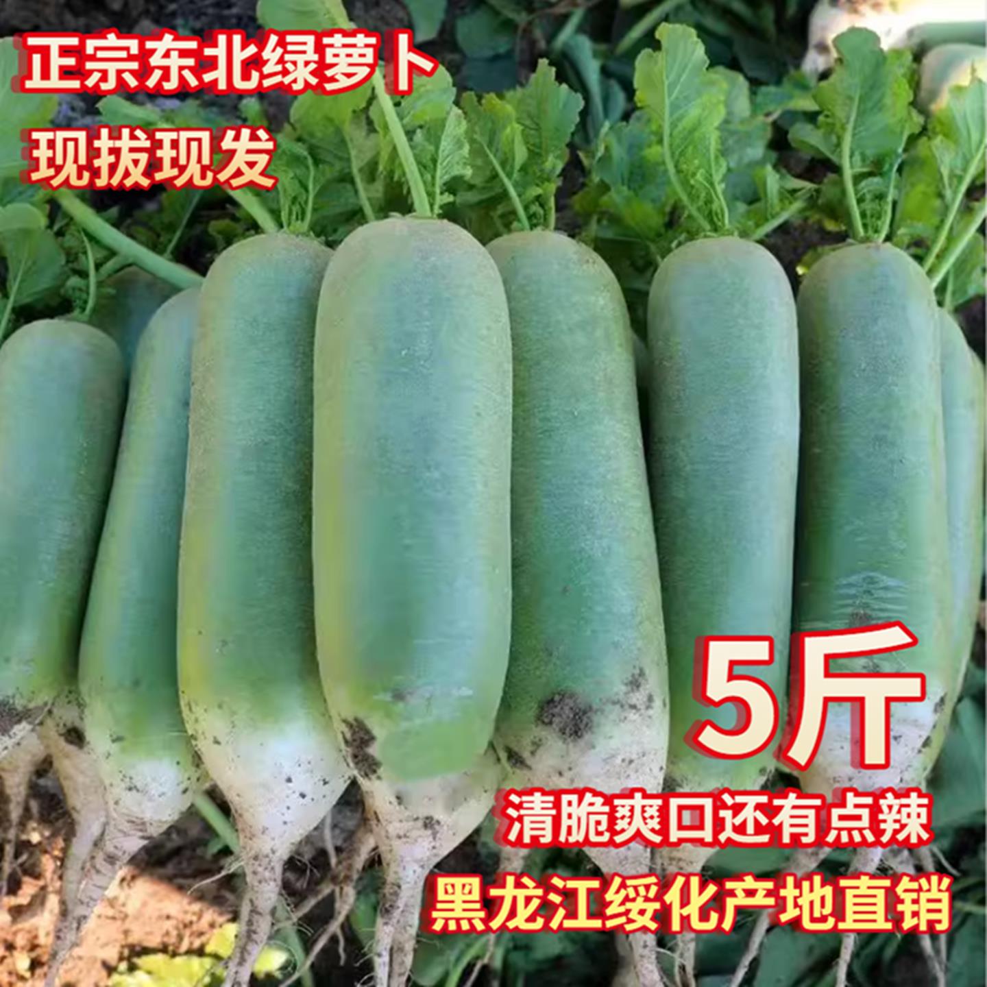 农家自种东北绿萝卜青萝卜新鲜现拔现发辣萝卜一份5斤包邮