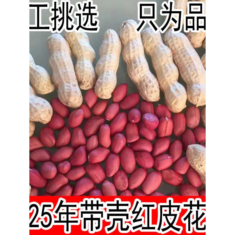 生花生带壳晒干山东农家红衣花生米小粒新鲜种子2025红皮花生带壳