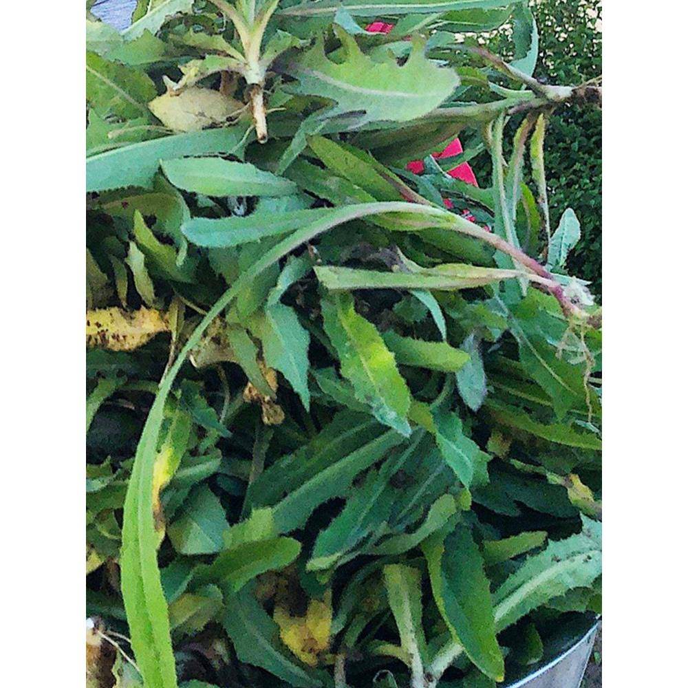 天水浆水甘肃浆水秦安浆水琴姨浆水芹菜浆水苦苣浆水袋装
