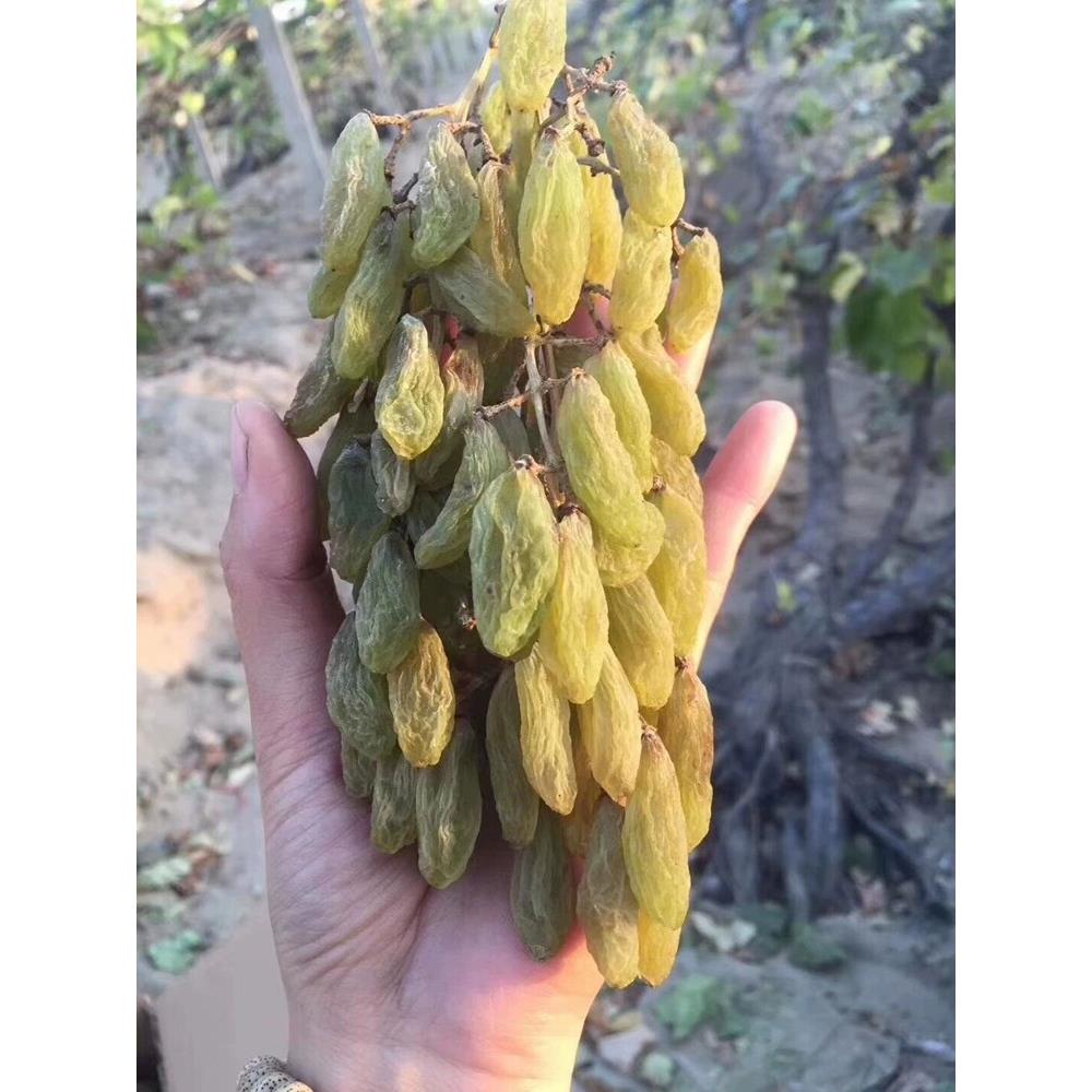 新疆特产新货特级玫瑰红香妃王无籽超大绿香妃葡萄干提子干