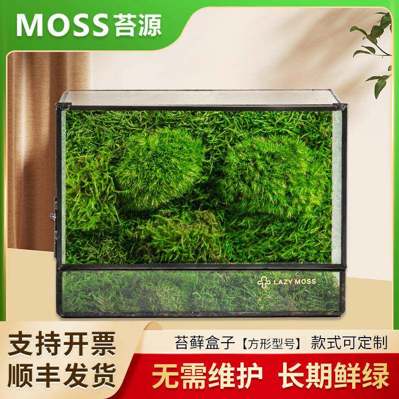 生态盒子懒人苔藓微景观办公室盆栽宿舍植物桌面真植物