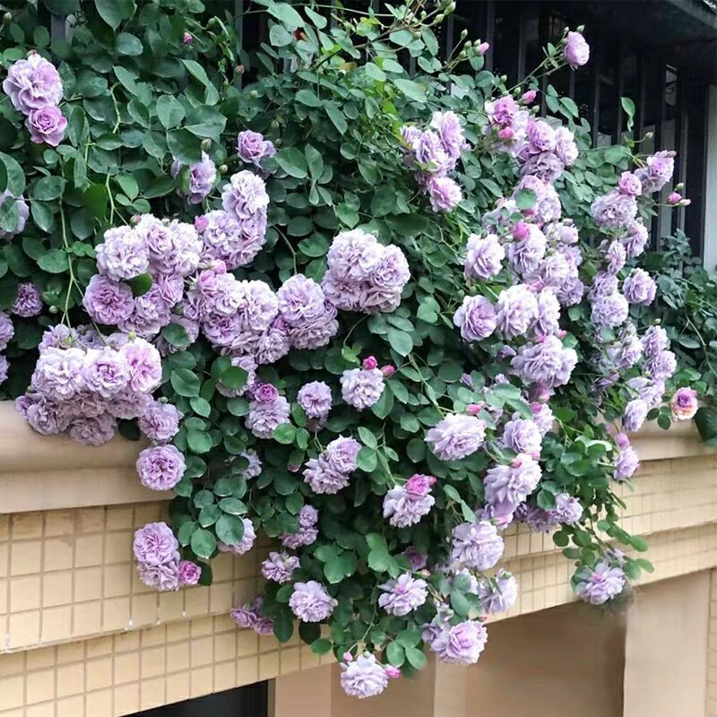 蓝色阴雨藤本月季花大苗阳台庭院爬藤花卉植物浓香四季玫瑰蔷薇花