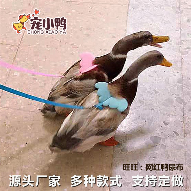 柯尔鸭牵引绳遛鸭子绳子防脱遛猫绳小鸡鹅遛鸡鸭猫咪兔子宠物用品