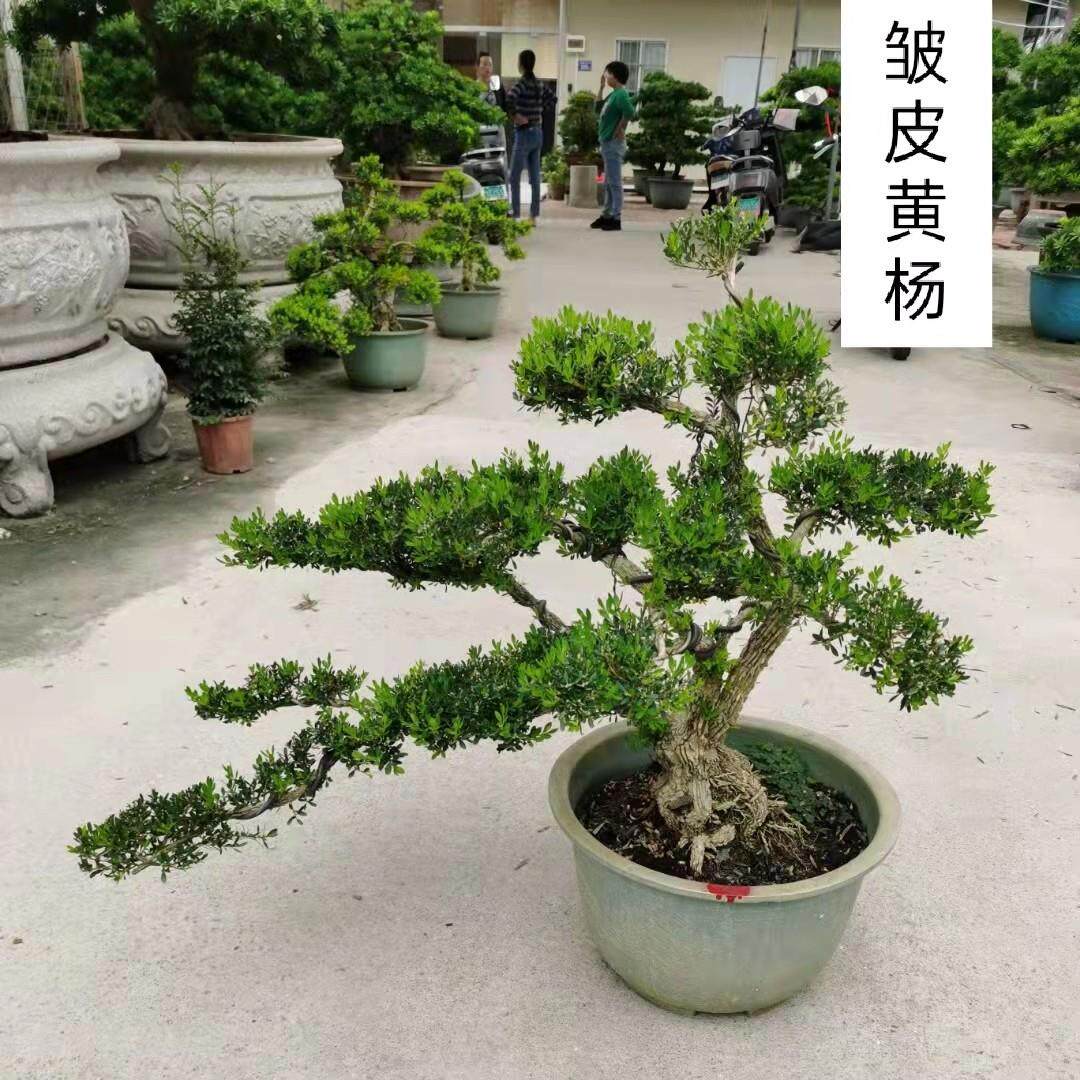 广东皱皮雀舌小叶黄杨绿植盆栽一物一拍老桩常青客厅好养造型盆景