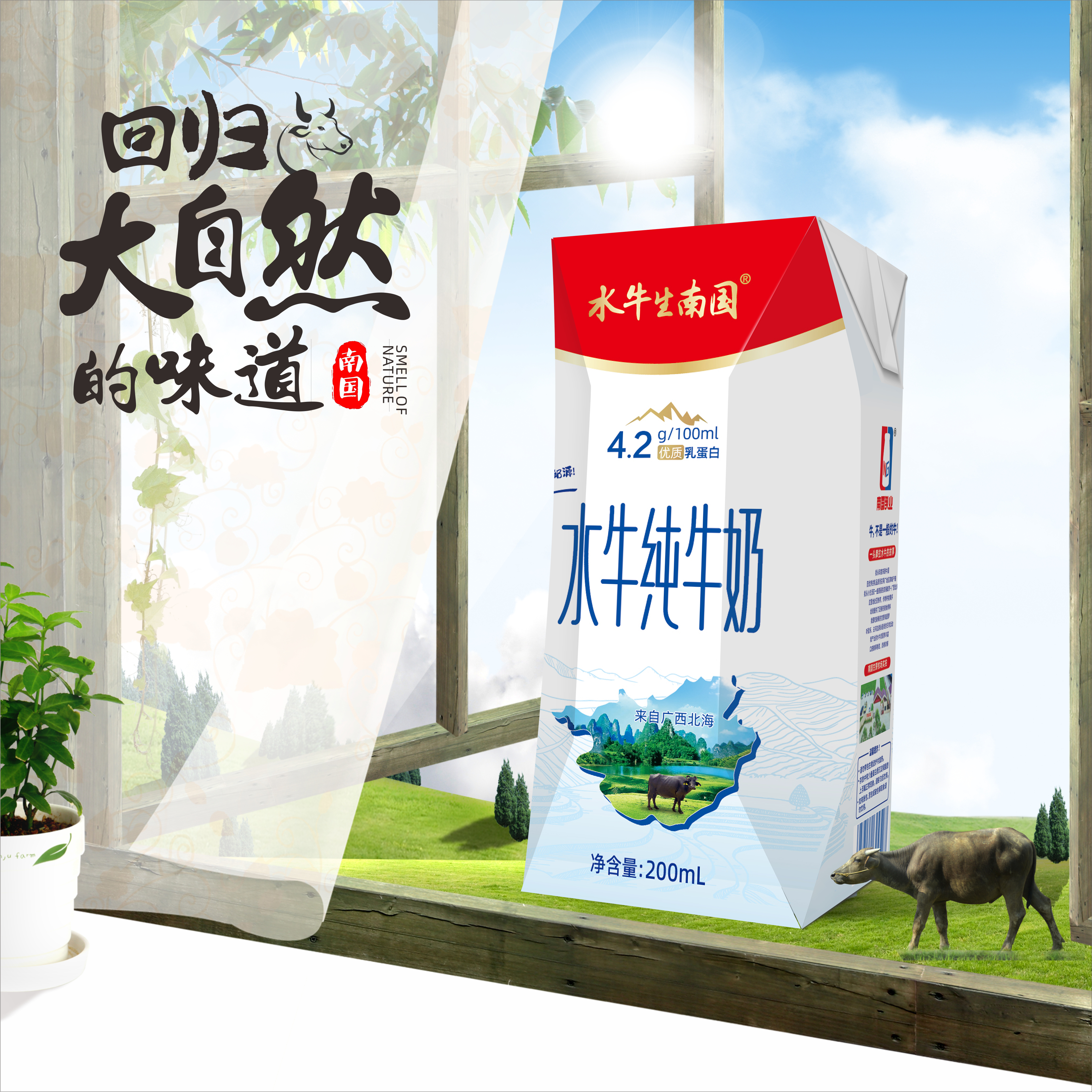 水牛生南国水牛纯牛奶200mL*10/12/20盒装4.2g乳蛋白营养早餐牛奶