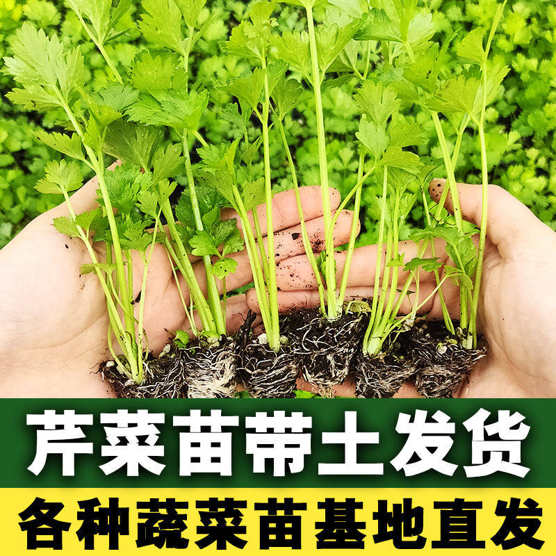 芹菜苗幼苗芹菜秧子苗蔬菜苗包邮西芹秧苗根盆栽蔬菜苗阳台四季播