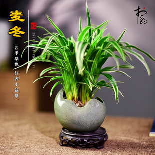 金边麦冬玉d龙草盆栽四季常青耐阴植物办公茶室小盆景观赏绿植摆