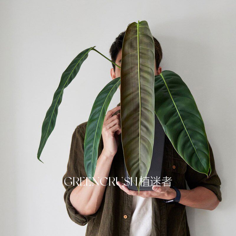 PP蔓绿绒e室内垂吊垂挂观叶热植稀有好养盆栽