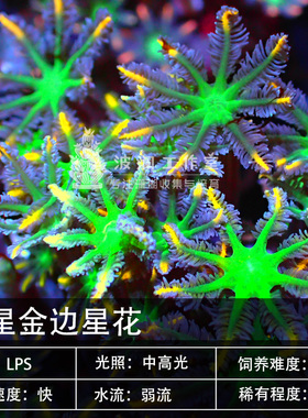 波哥推荐软体珊瑚金边大手星z花橙星花双色星花海水新手珊瑚好养