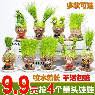 草头长草娃娃头上长草儿童种植小盆栽种草L绿植观察植物桌面幼儿