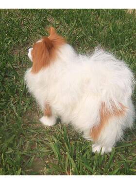 家现货仿真C狗家居摆件创意桌面饰品蝴蝶犬模装型厂博美犬