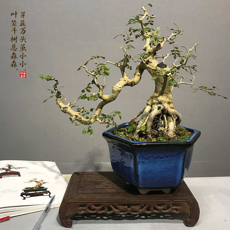 精品造型提根老桩对节白蜡盆景悬崖式盆栽室内绿植物净化空气花卉