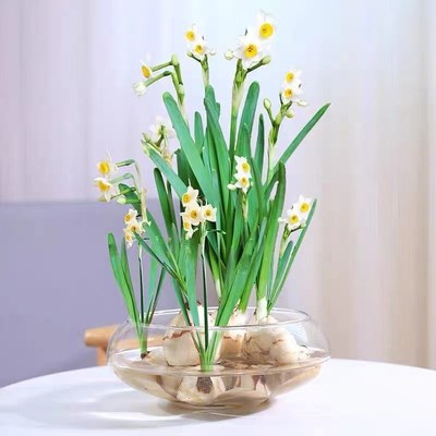 水培玻璃花瓶透明大号水仙盆碗莲盆睡莲花盆鱼缸水养植物器皿客厅
