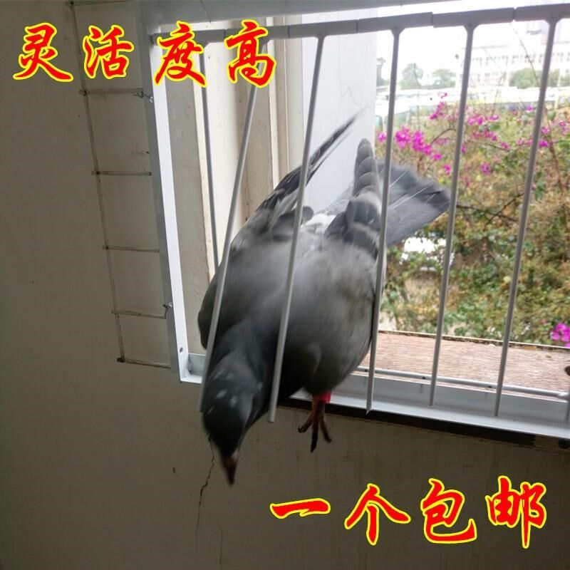 新疆包邮鸽子活络门加密撞门进笼口跳笼门信鸽鸽具鸽子用品用具加