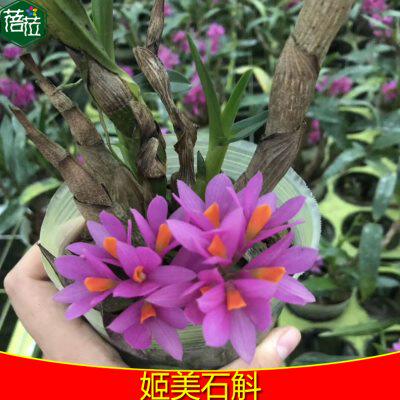 姬美石斛 紫红色花 花期很长 带盆种活发货 矮种石斛兰花绿植盆景