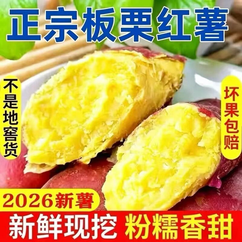 正宗沙地板栗红薯地瓜农家自种番薯陕西黄心沙地番薯现挖香薯山芋