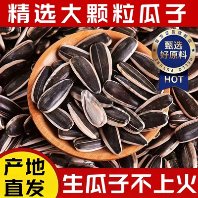 内蒙古新鲜生葵花籽特大颗粒