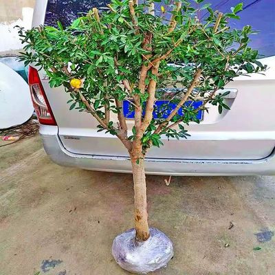 石榴树苗突尼斯软籽庭院阳