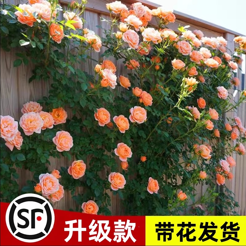 蔷薇花苗爬藤龙沙宝石