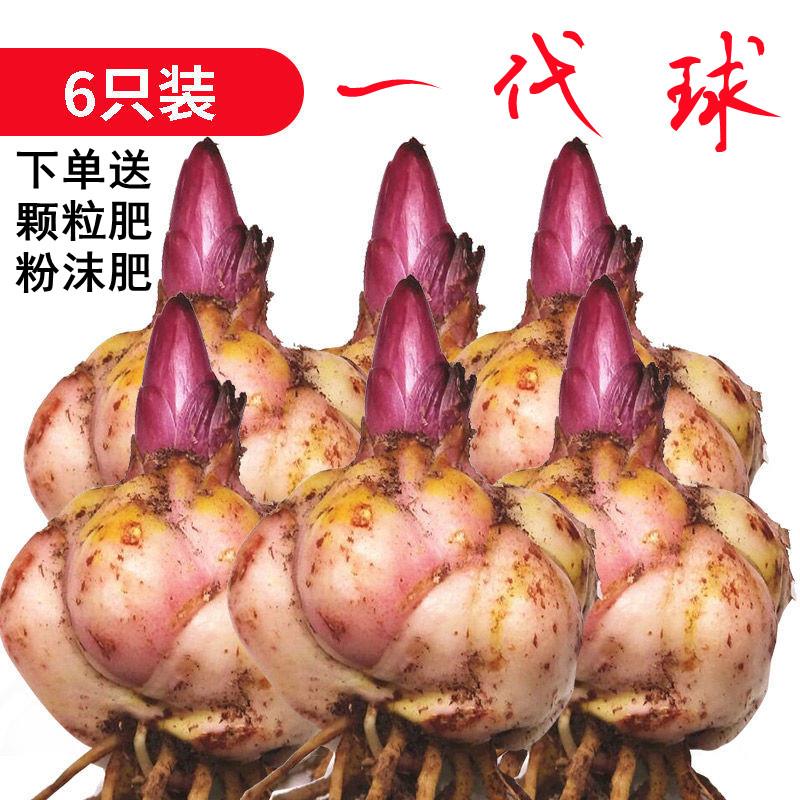 进口重瓣香水百合花种球带