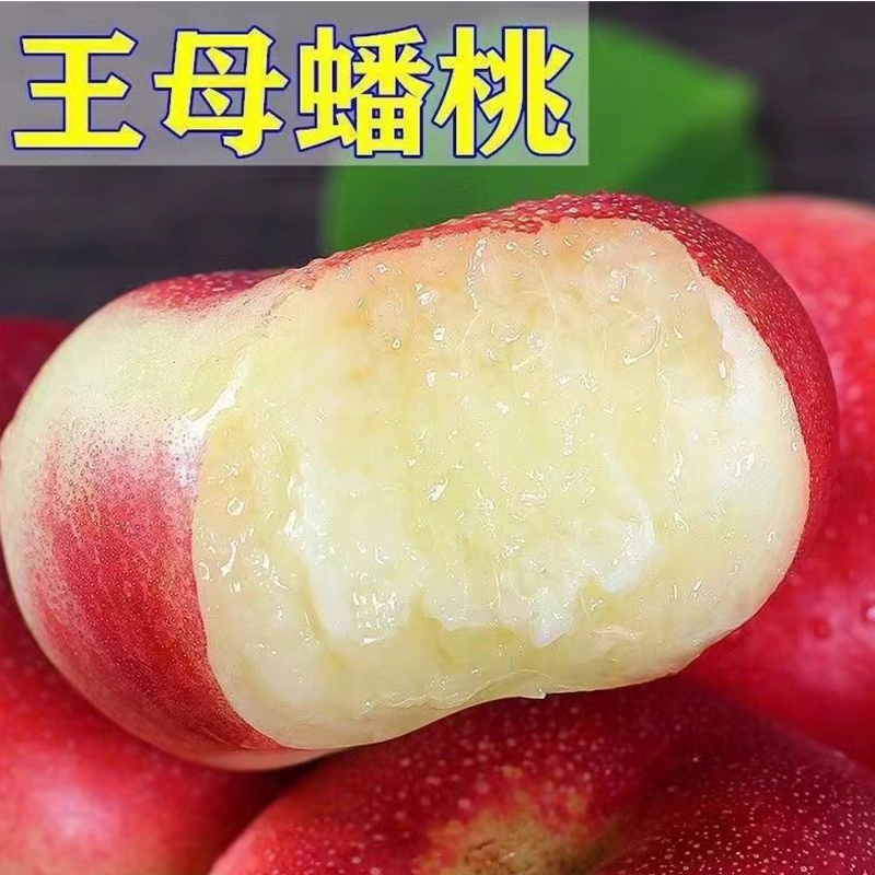 蟠桃树果苗南北方庭院地栽