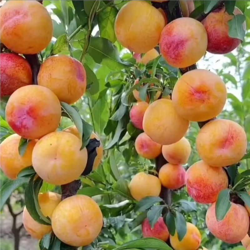 正宗蜂糖李子树苗三华果大