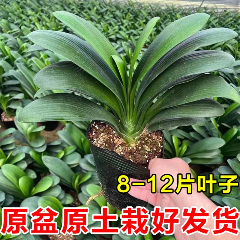 君子兰盆栽小苗花卉植物室