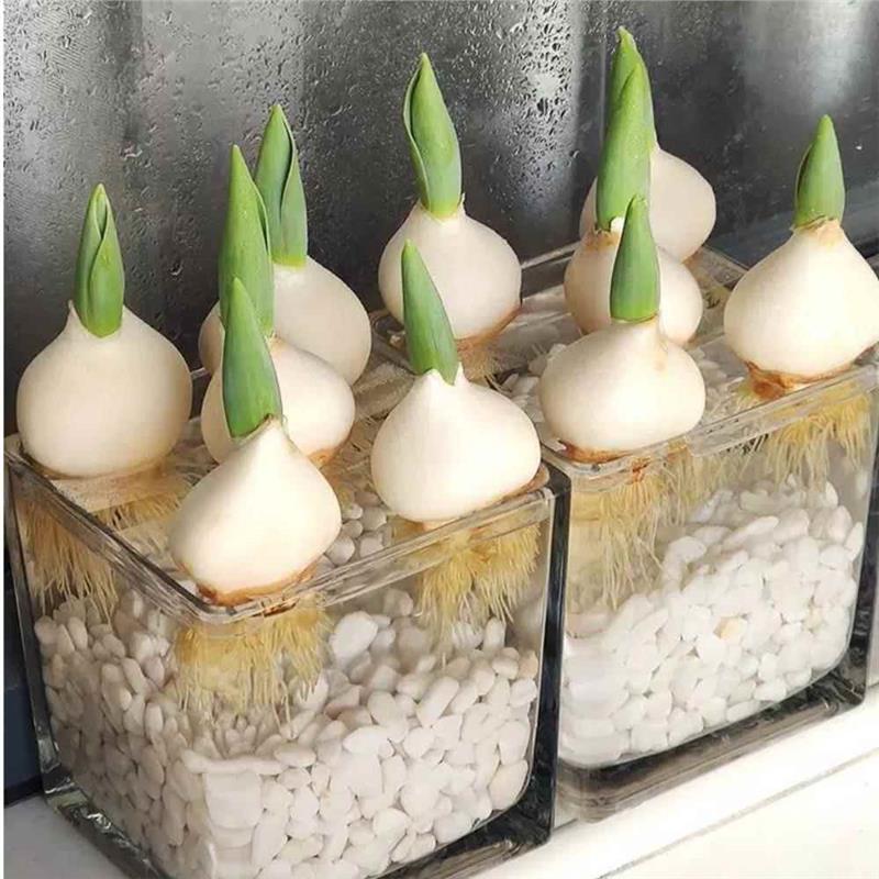 郁金香种球水培花卉植物室