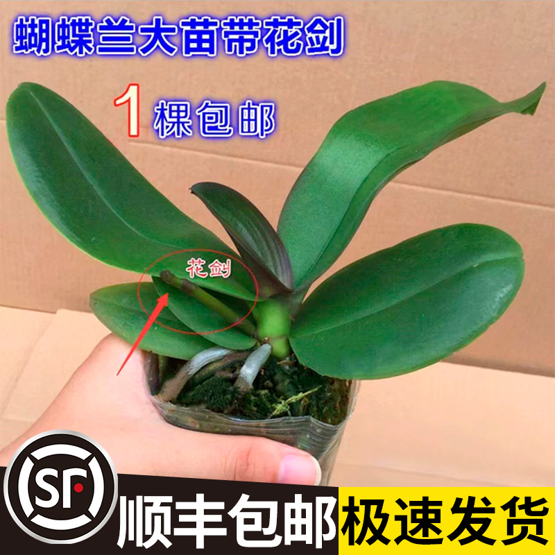 蝴蝶兰花苗带剑苞盆栽大客