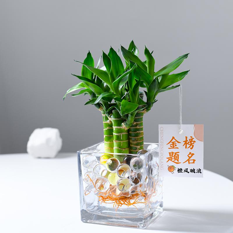【金榜题名】水培植物富贵